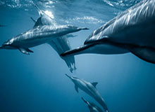 老虎机-伟德Bevictor：让热爱成为生活的仪式感